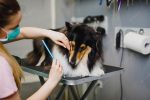 female-groomer-brushing-rough-collie-dog-grooming-salon_473712-4583