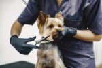 haircuting-process-small-dog-sits-table-dog-with-professional_1157-48818